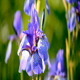 Iris Flower - VideoHive Item for Sale