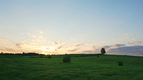 Lonely Tree on Green Field Against Sunset Background