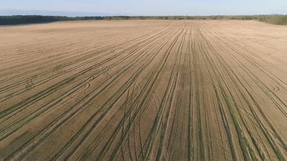 Flight Above Yellow Field Early Spring, Aerial Panoramic View
