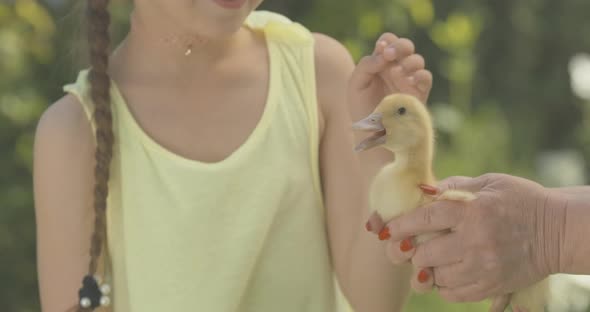 Close-up of Charming Caucasian Girl Stroking Yellow Duckling in Senior Female Hands. Portrait of alt
