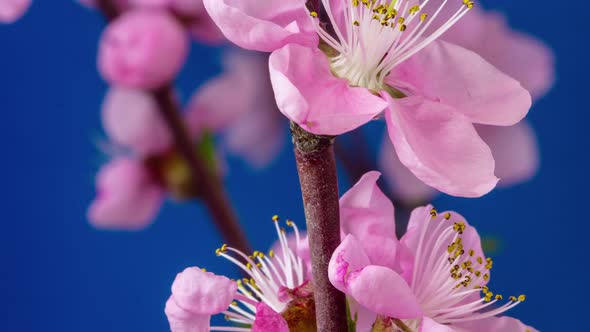 Peach Blossom Timelapse alt