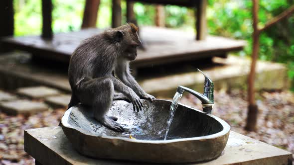 A Balinese Long-Tailed monkey drinks water from a drinking fountain in park