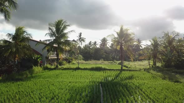 Palm Trees and Rice Fields 