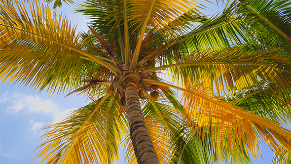 Looking Up Into A Coconut Tree
