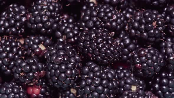 Rotation of Black Ripe Blackberries Close-up