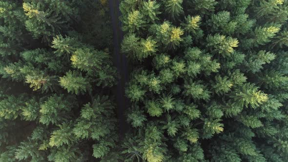 Aerial Top Down View of Road in Forest