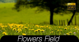 Flower Field Collection