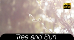 Tree And Sun Collection