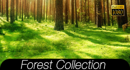 Forest Collection