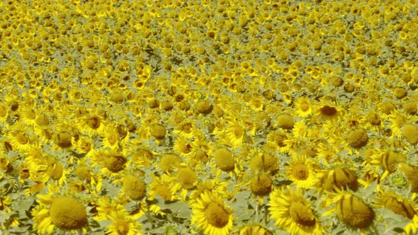 Beautiful Sunflower Field in Summer