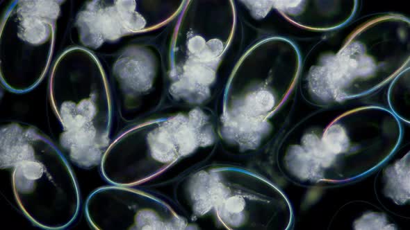 Eggs with Mollusca Nudibranchia Embryos Under a Microscope Possibly Superfamily Fionoidea alt