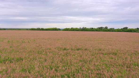 Sainfoin a Grazing Forage Crop Blowing in the Wind on a Saskatchewan Farm alt