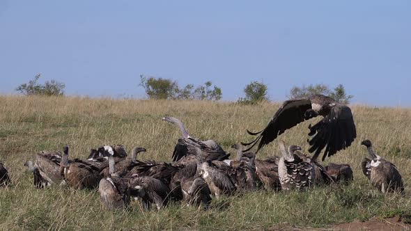 African White Backed Vulture, gyps africanus, Ruppell's Vulture, gyps rueppelli alt