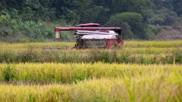 CHENZHOU CHINA  October 06 2021 Harvester is Harvesting Ripe Paddy