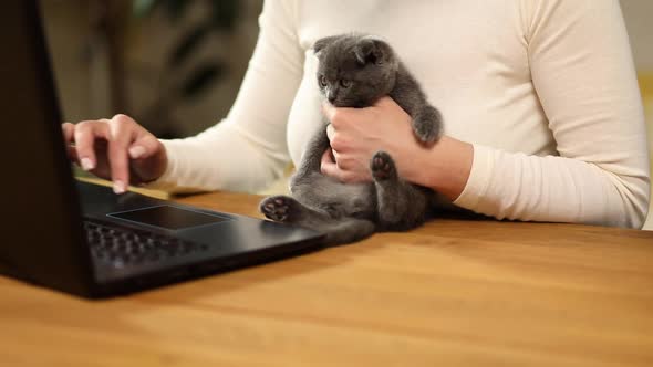Unrecognizable Hand Woman Searching Vet Website on Laptop to Register Cat Kitten