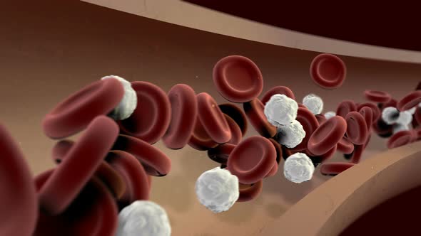Blood Cells Flowing Loop with an Alpha channel