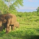 Mother and Baby Wild Elephant Grazing in Lush Green Nature Preserve in Sri Lanka - VideoHive Item for Sale