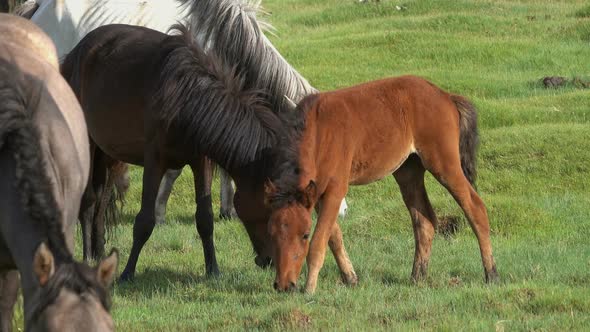 Horses with Foal Grazing in Steppe alt
