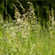 Green Grass Tips - VideoHive Item for Sale