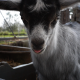 Small Goat - VideoHive Item for Sale