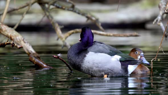 Natural landscape of a male and female rosy billed pochard, netta peposaca; floating side by side, m alt