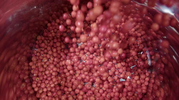 SLOW MOTION ZOOM OUT, Rowanberries are poured into a shiny saucepan alt