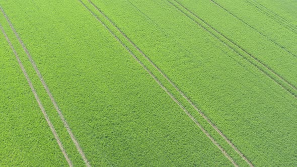 Crop of wheat by early spring 4K aerial footage alt