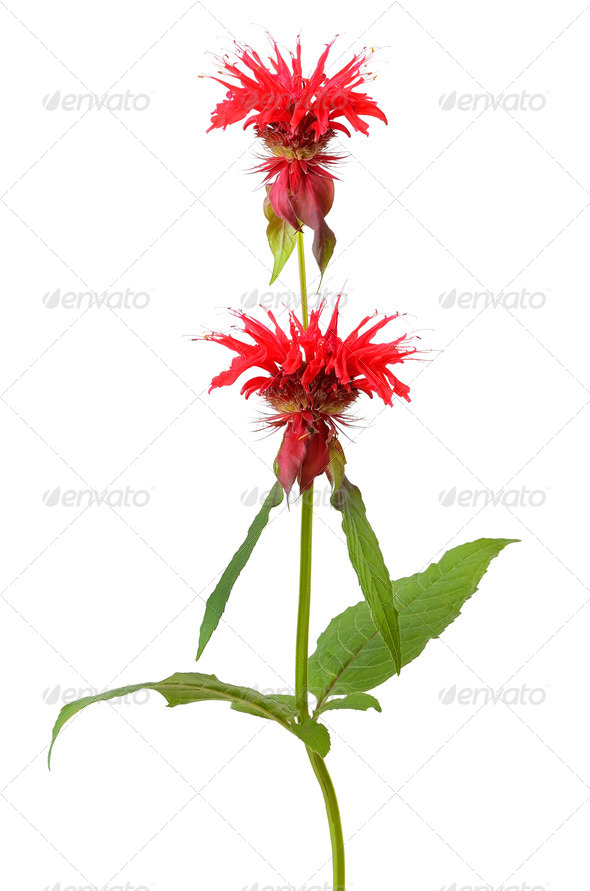 Monarda flower - Stock Photo - Images