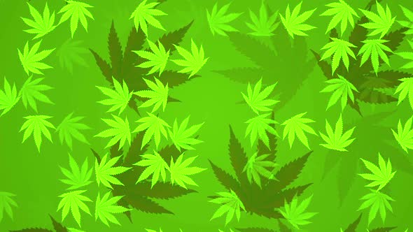 Cannabis Leafs. Looped background