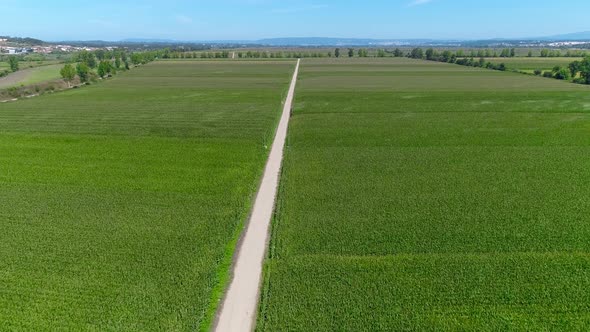 Beautiful Young Cereal Fields alt