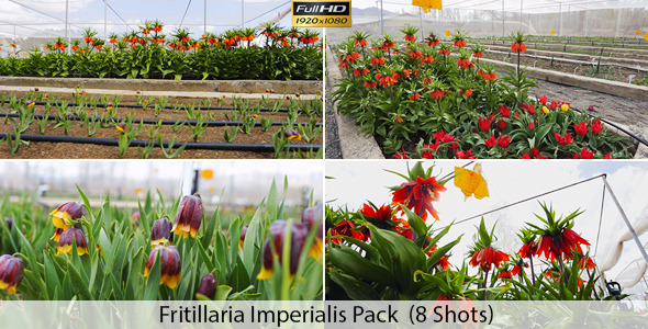 Flowers In The Greenhouse alt