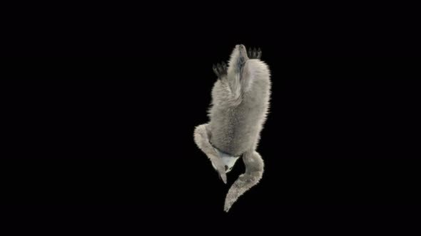 Penguin Dancing 4K alt