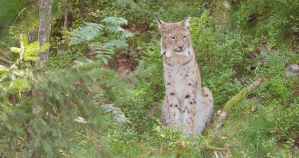 Close Shot of a Focused Lynx on Sitting in the Shadows in the Forest