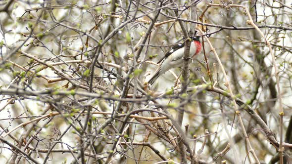 A rose-breasted Grosbeak, cut-throat, bird in Toronto, Canada, medium shot alt