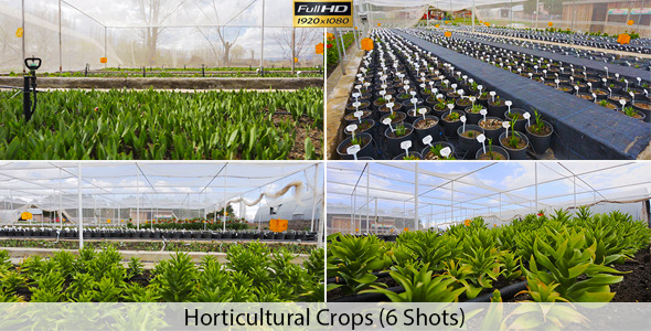 Seedlings Growing in Soil alt