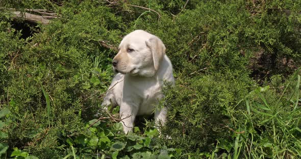 Yellow Labrador Retriever, Puppy in the Vegetation, Normandy, Slow Motion 4K alt