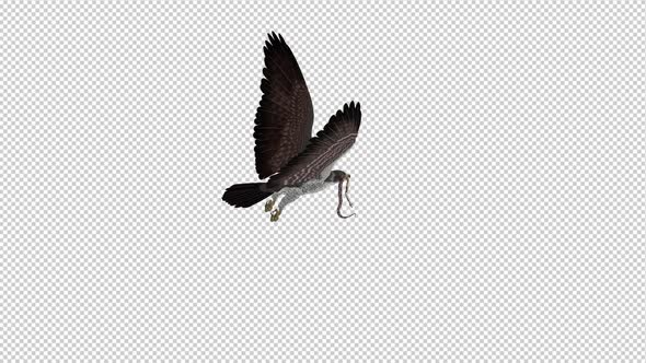 Snake Eagle with Serpent - 4K Flying Loop - Back Angle