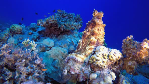 Underwater Octopus alt