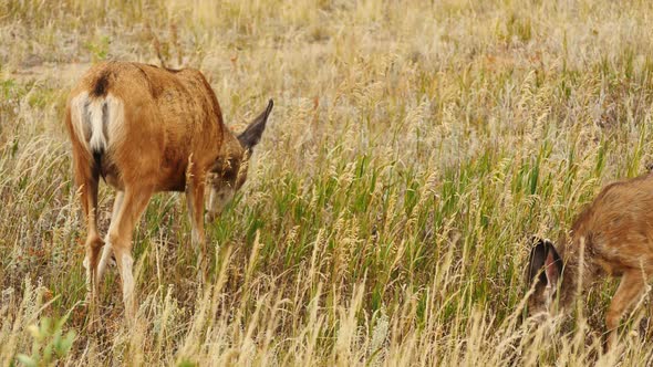 Two white-tailed deer grazing in a field alt