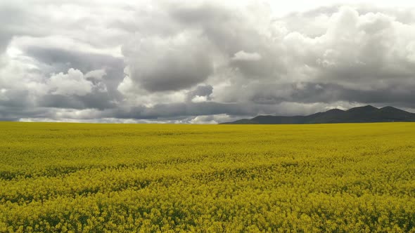 Rapeseed Plantations Under Cloudy Sky 1 alt