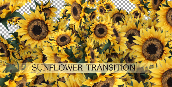 Sunflower Transition