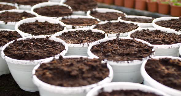 Potted Plants Hanging At Greenhouse alt