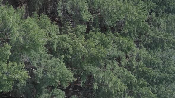 Vertical Video of Green Pine Forest By Day Aerial View alt
