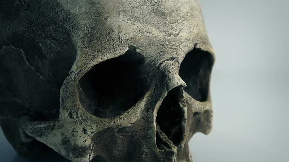 Old Skull In Lab Moving Shot alt