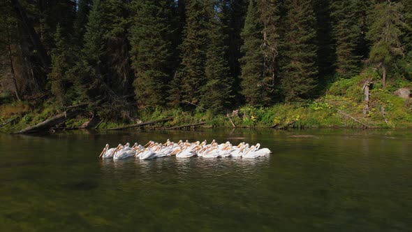 A gander of pelicans floating in a group on a river in Island park Idaho. alt