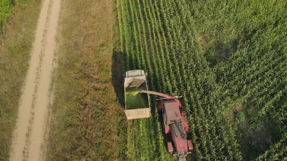 Harvesting Corn for Silage in the Field alt