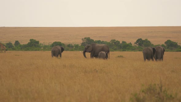 Elephants and giraffes in open plains  alt