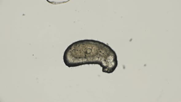 Ant Larva Monomorium Floricola, at an Early Stage of Development alt