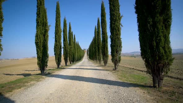 Cypress Trees Row along Tuscany Road - Driver POV alt