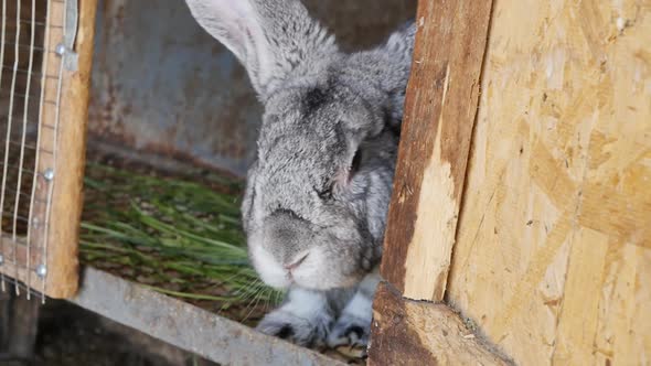 the Head of a Domestic Big Gray Rabbit with Big Ears Looks Out of a Wooden Cage Through an Open Door